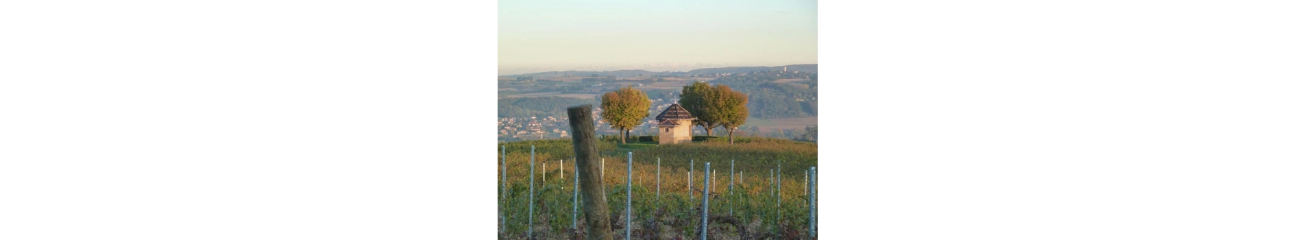 PETITE GALLÉE (Clos de la)