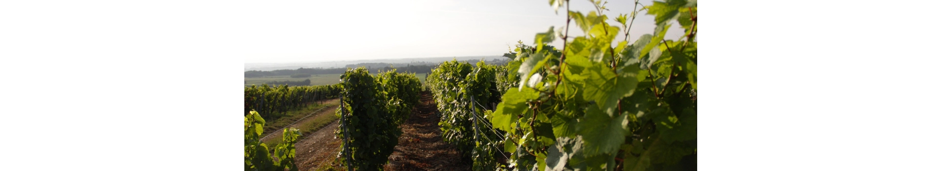 BONGRAN (Domaine de la)