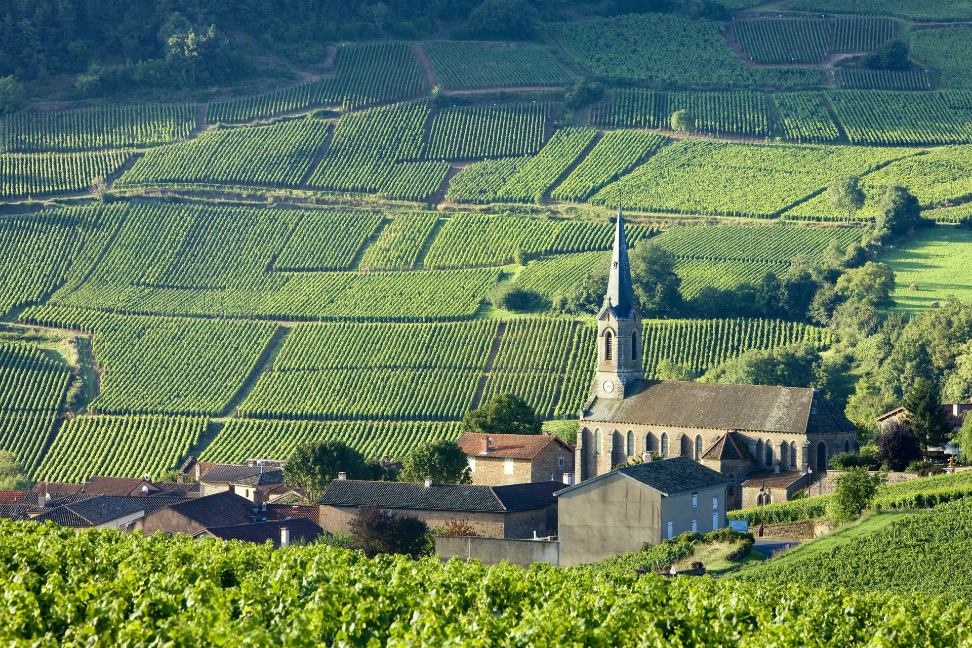 Chapelle de Blagny, Meursault and Puligny Montrachet wines